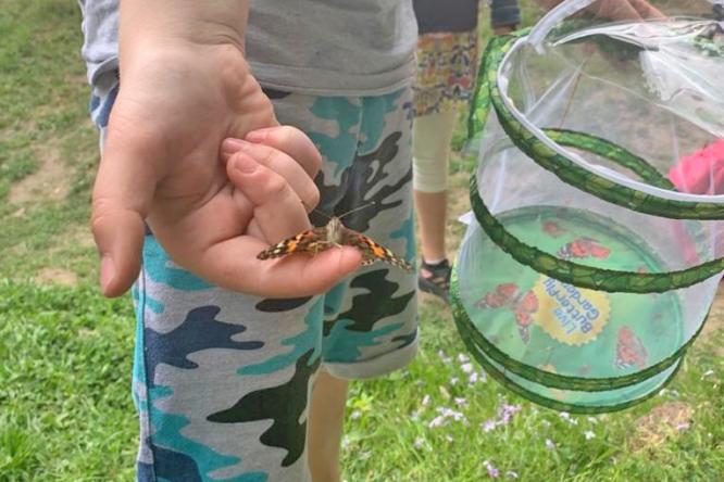 Schmetterling