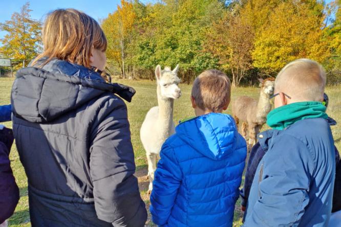 Alpakas im Leben