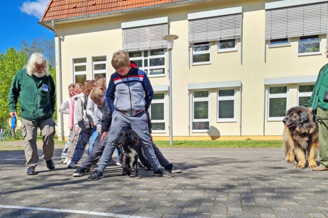 Helfer auf 4 Pfoten