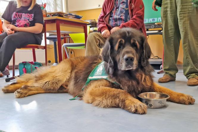 Helfer auf 4 Pfoten