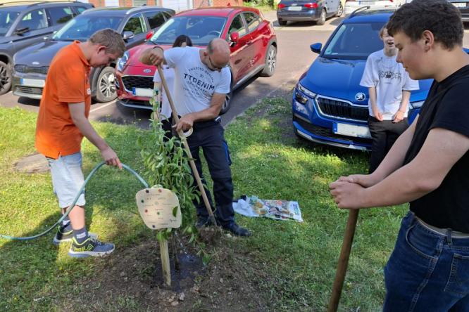 Baum pflanzen