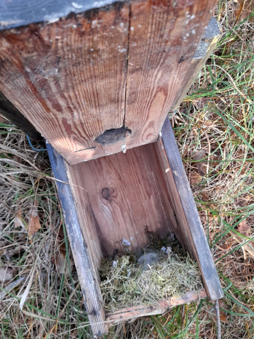 Nistkastenprojekt