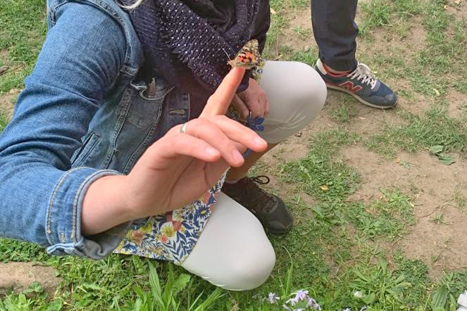 Schmetterling Schmetterling